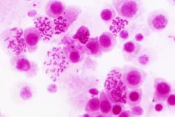 Dauerpräparate: Histologie>Bresser Online